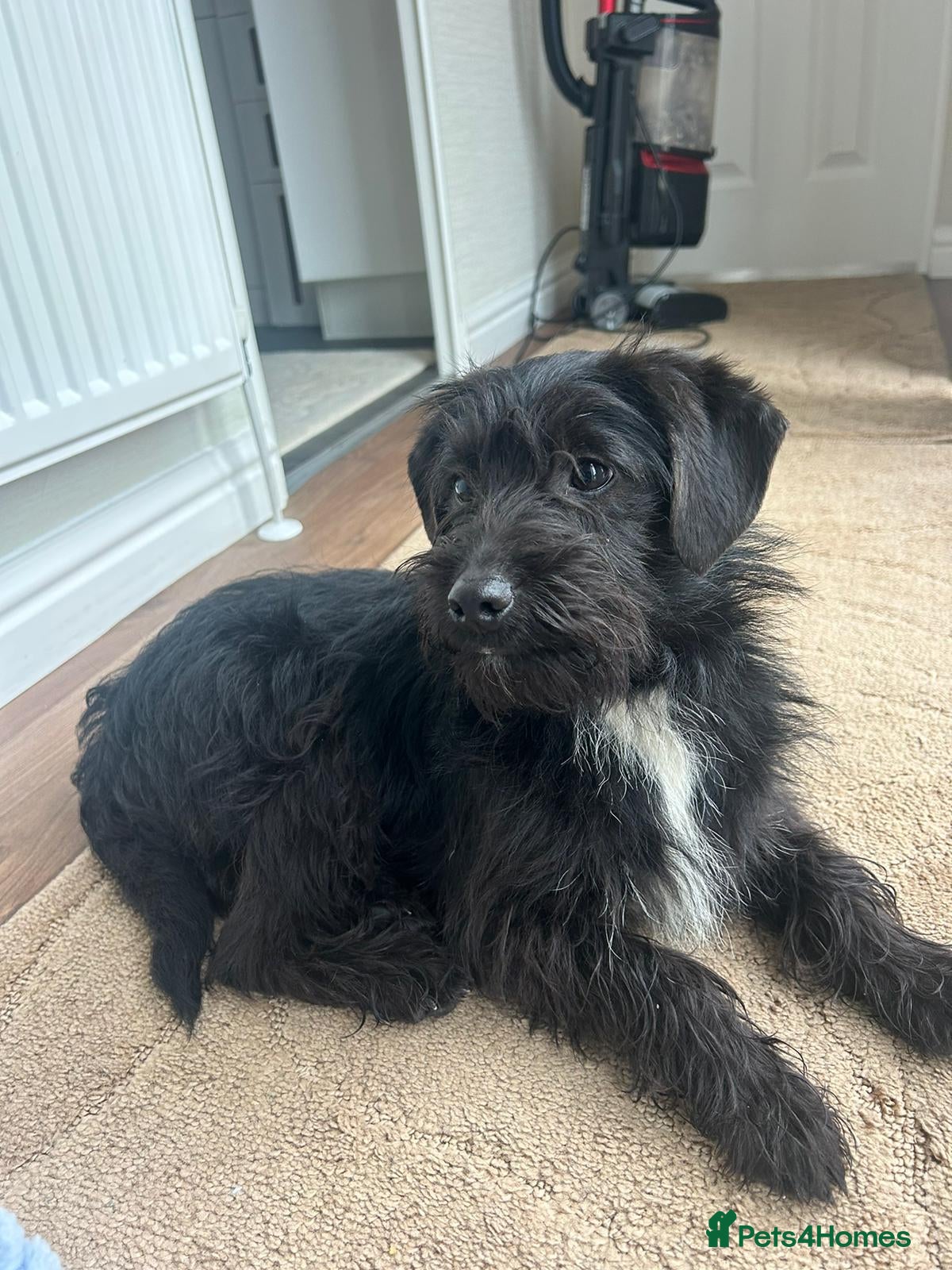 Jackapoo dogs Beautiful jackapoo for sale! - Advert 2