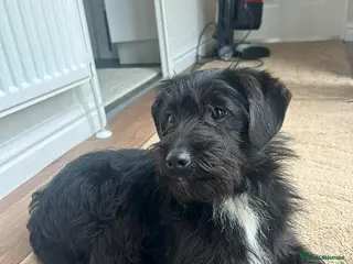 Jackapoo dogs Beautiful jackapoo for sale! - Advert 2