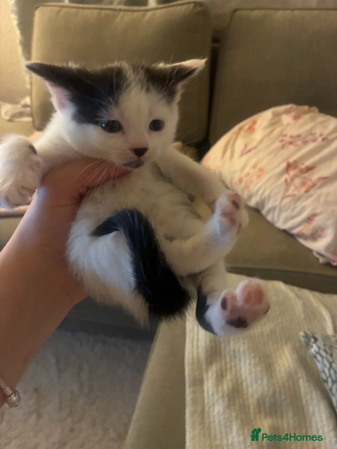 Turkish Angora cats for sale: Beautiful Turkish angora kitten  - Advert 11