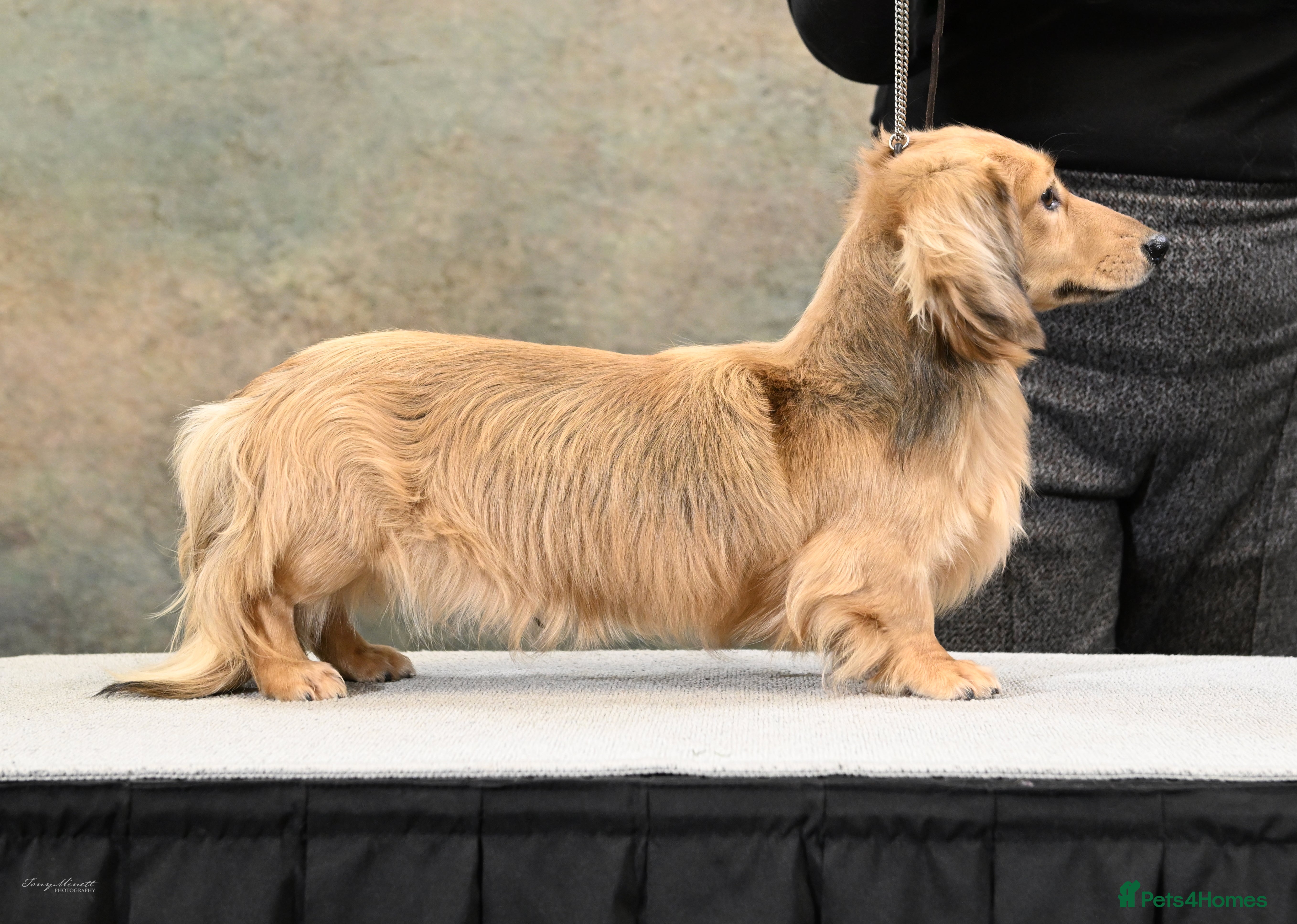 Miniature Dachshund dogs Debbiejay Hansel  - Advert 2