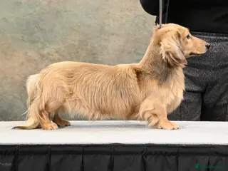 Miniature Dachshund dogs Debbiejay Hansel - Advert 2