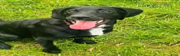 Springador dogs for sale:  Milo 🐾 8 months old  in ELY - Advert 7