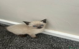 Ragdoll cats for sale: Ragdoll cross kittens £250 each  - Image 3