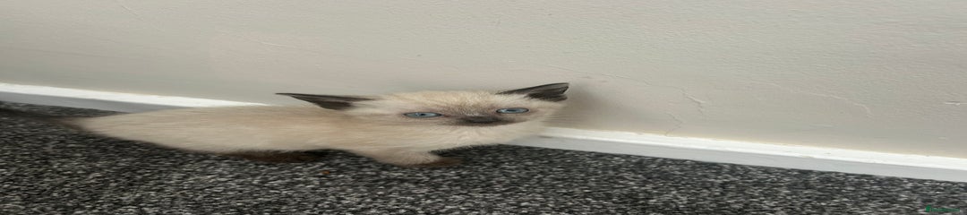 Ragdoll Kitten 4