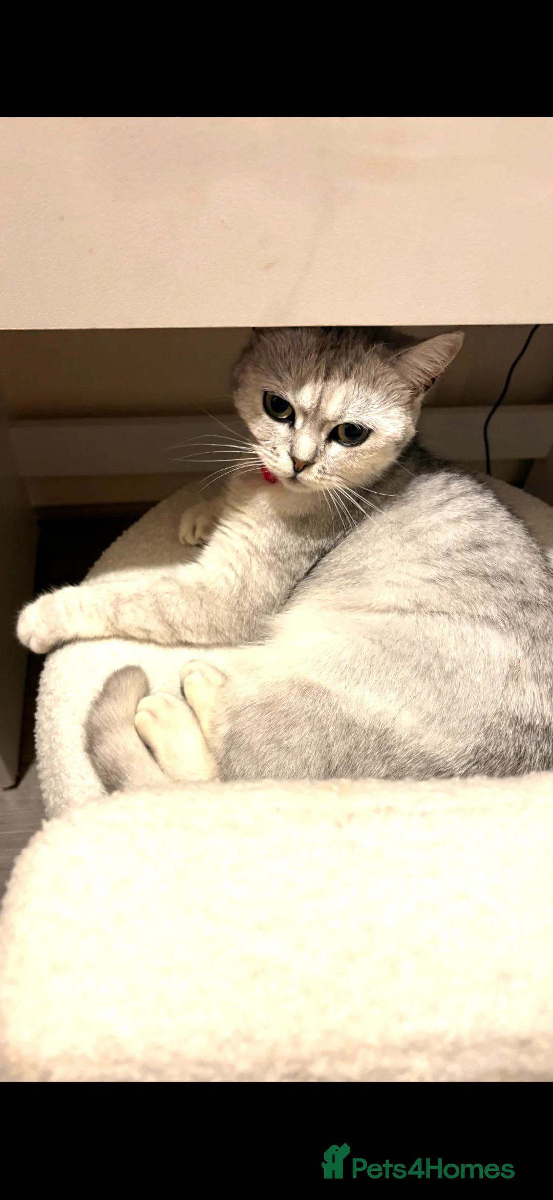 British Shorthair cats for sale: BSH girl  - Advert 2
