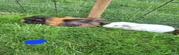 Guinea Pig rodents for sale: Male and female guinea pigs for sale  - Advert 10