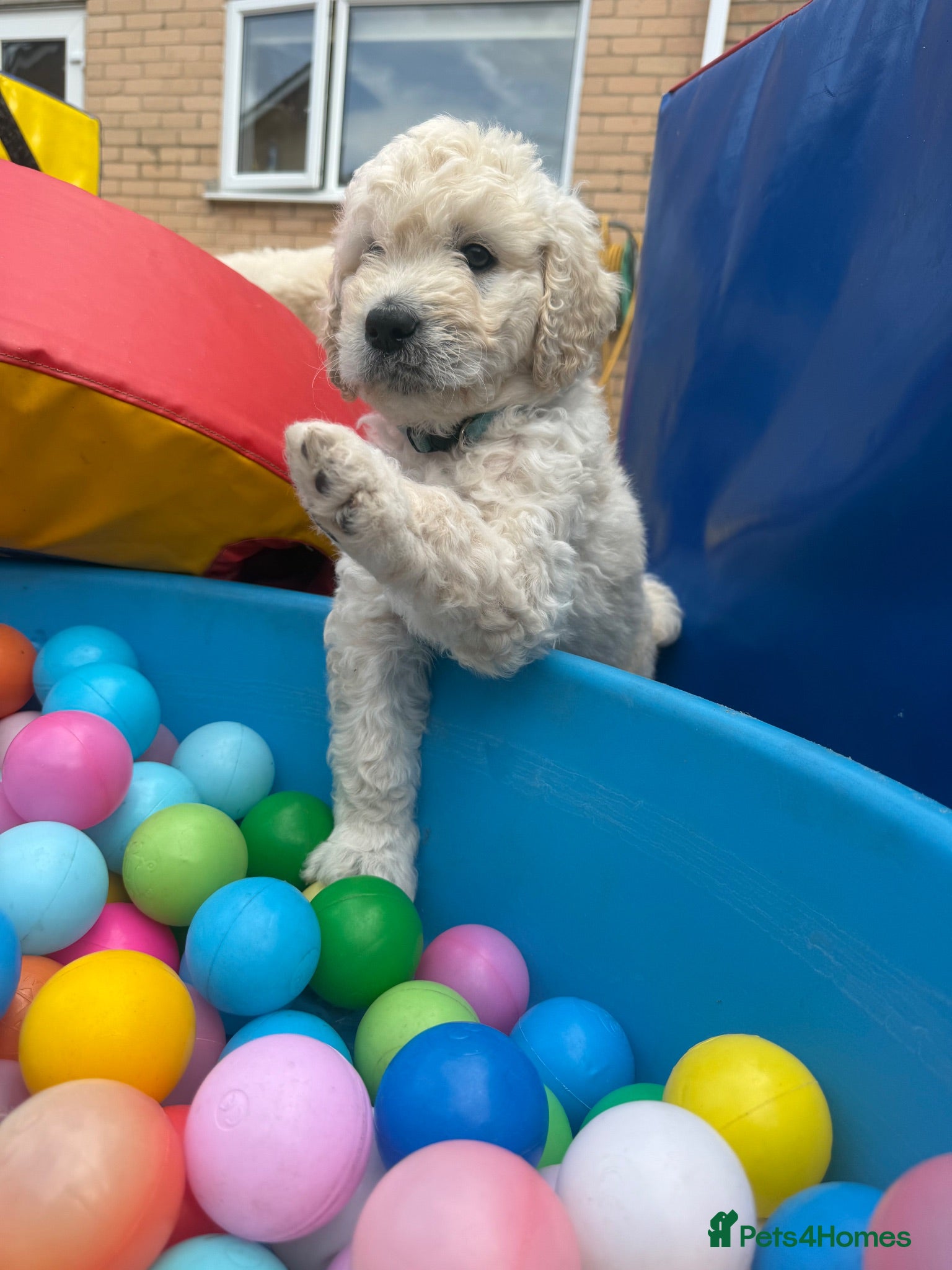 Goldendoodle dogs 🐾 Beautiful Multi-Gen Goldendoodle Puppies - Advert 2