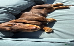 Miniature Dachshund dogs for sale: 5month old long haired bitch chocolate  - Image 3