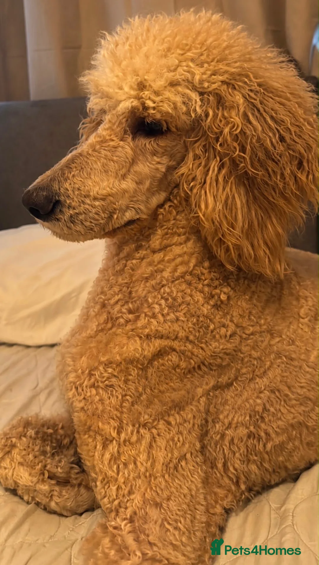 Goldendoodle dogs for sale: Beautiful Goldendoodles puppies  in Ipswich - Advert 2