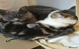 Mixed Breed cats for sale: Three cats in need of a home - Advert 4