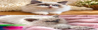 Selkirk Rex 4