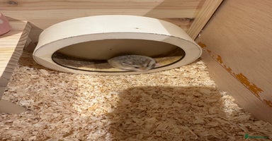 Hamster rodents - Advert 2