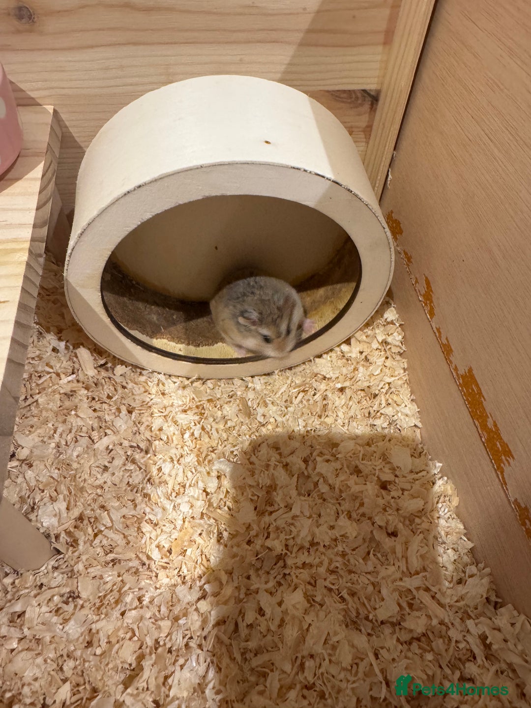 Hamster rodents for sale: 2 Boy Dwarf Hamsters  - Image 3