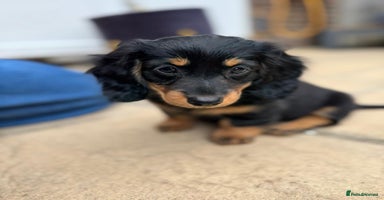 Miniature Dachshund dogs in Harlow - Advert 13