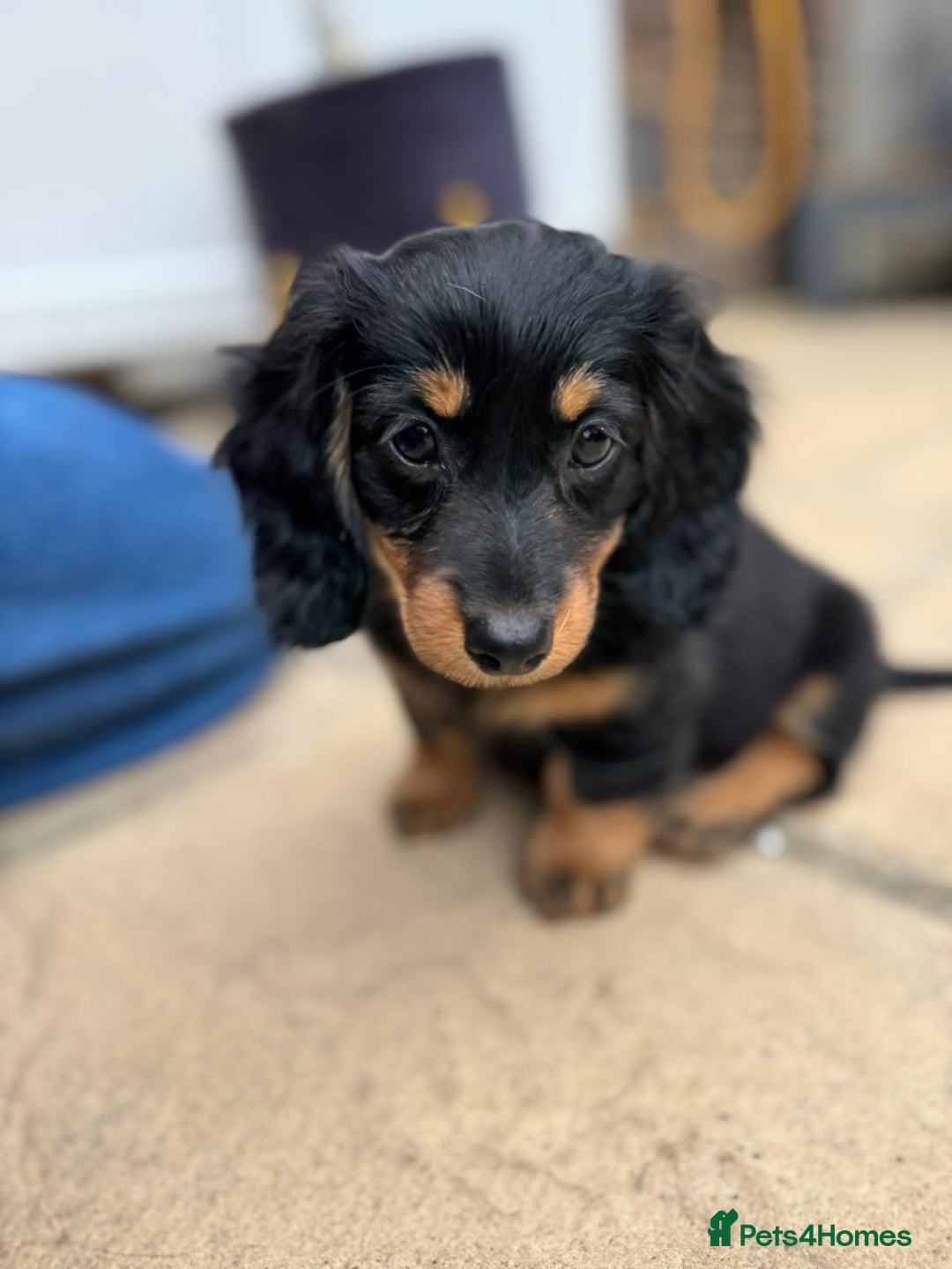 Miniature Dachshund dogs for sale: Miniature Dachshunds Vaccinated and Ready to leave in Harlow - Image 2
