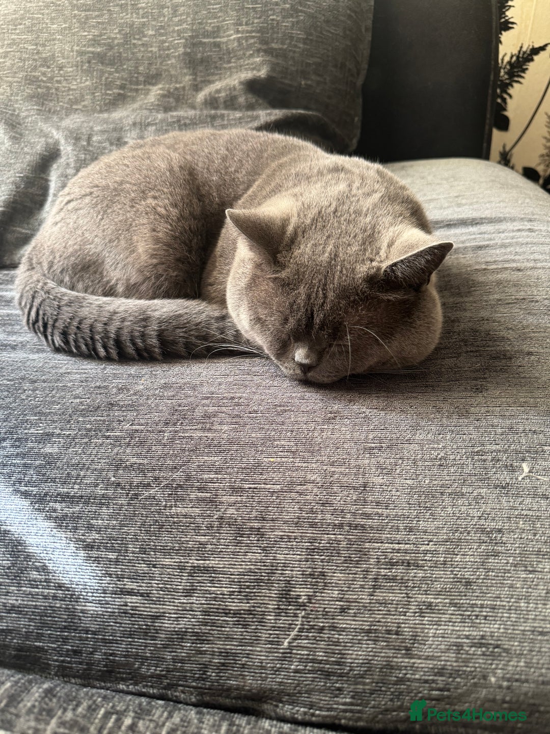 British Shorthair cats for sale: Gizmo British shorthair  - Image 2