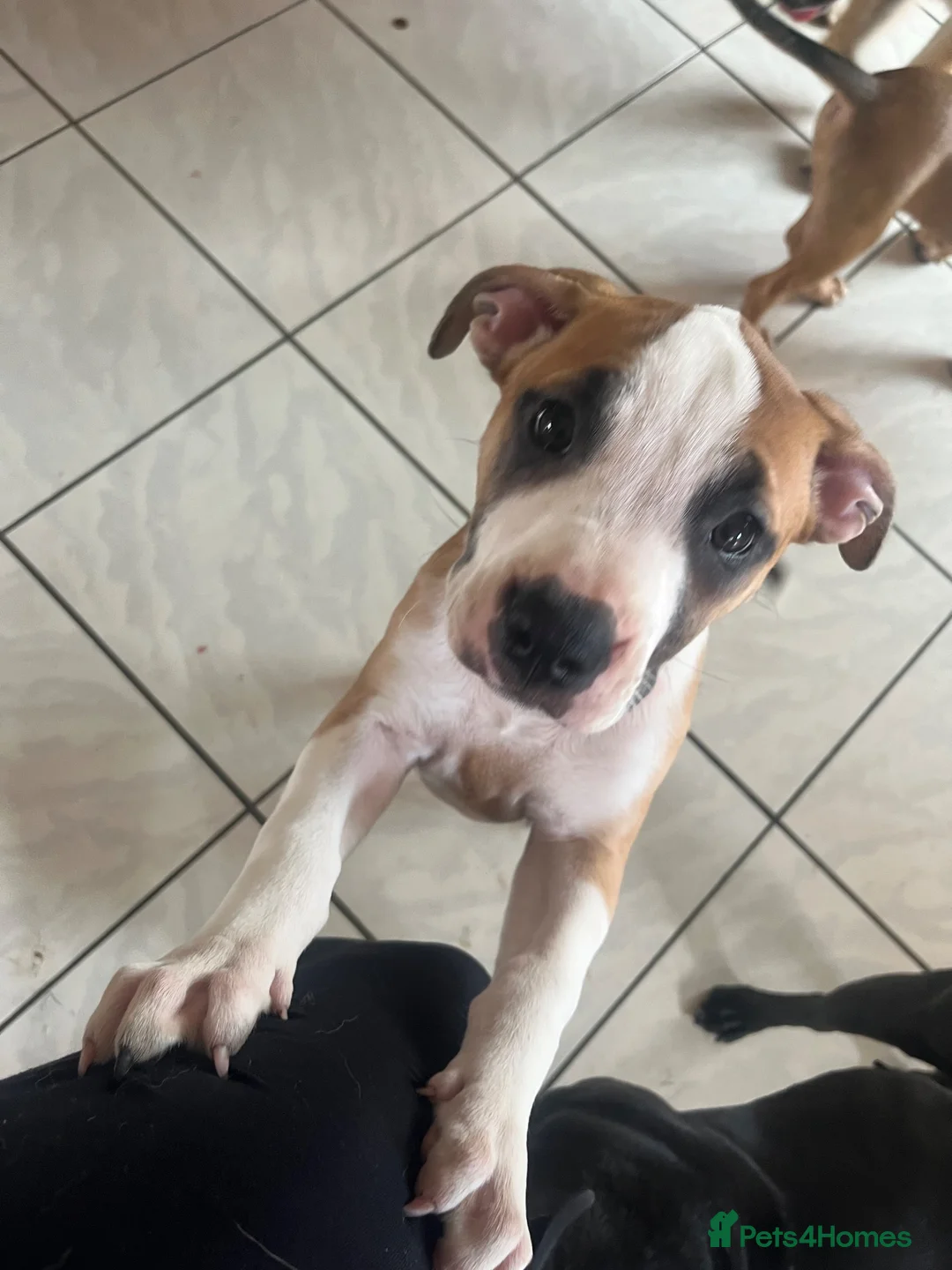 Mixed Breed dogs for sale: Our beautiful pups are looking for a forever home in Bedford - Advert 5