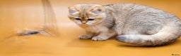 British Shorthair cats for sale: Stunning Active NY12 Golden Queen  - Advert 3