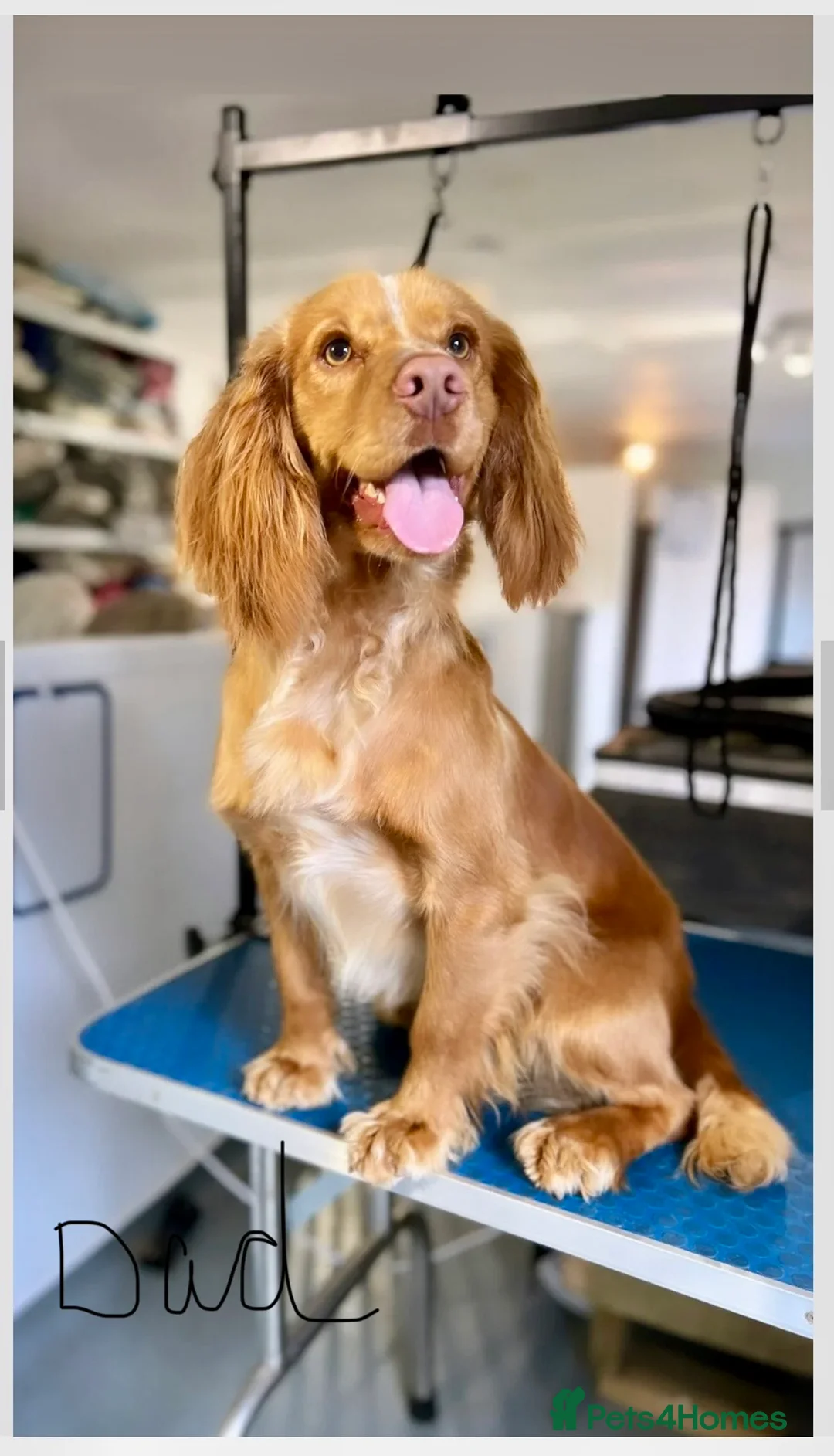 Cocker Spaniel dogs for sale: KC registered cocker spaniels  - Advert 2