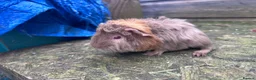Guinea Pig rodents for sale: Beautiful long haired guinea pigs to reserve  - Advert 2