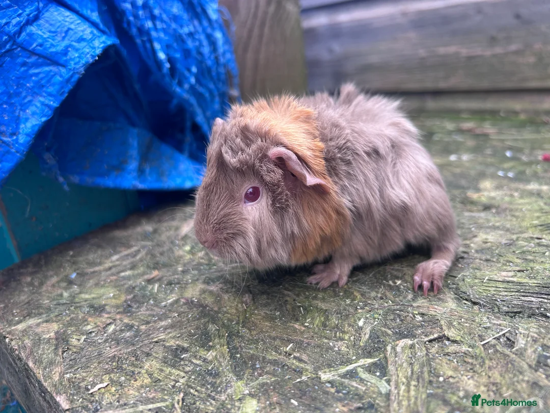 Guinea Pig rodents for sale: Beautiful long haired guinea pigs to reserve  - Advert 2