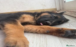 German Shepherd dogs for sale: German Shepherd's gorgeous puppies - Image 12