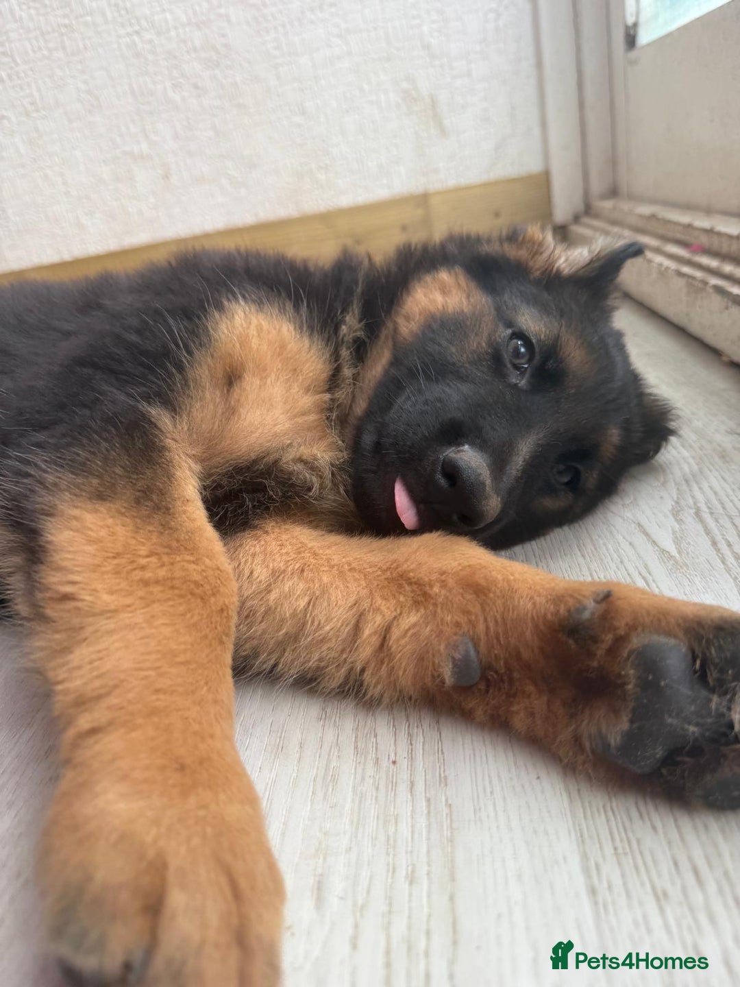 German Shepherd dogs for sale: German Shepherd's gorgeous puppies - Image 12
