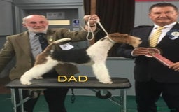 Fox Terrier dogs for sale: Stunning VDEGS Clear Wire Haired Fox Terriers - Image 8