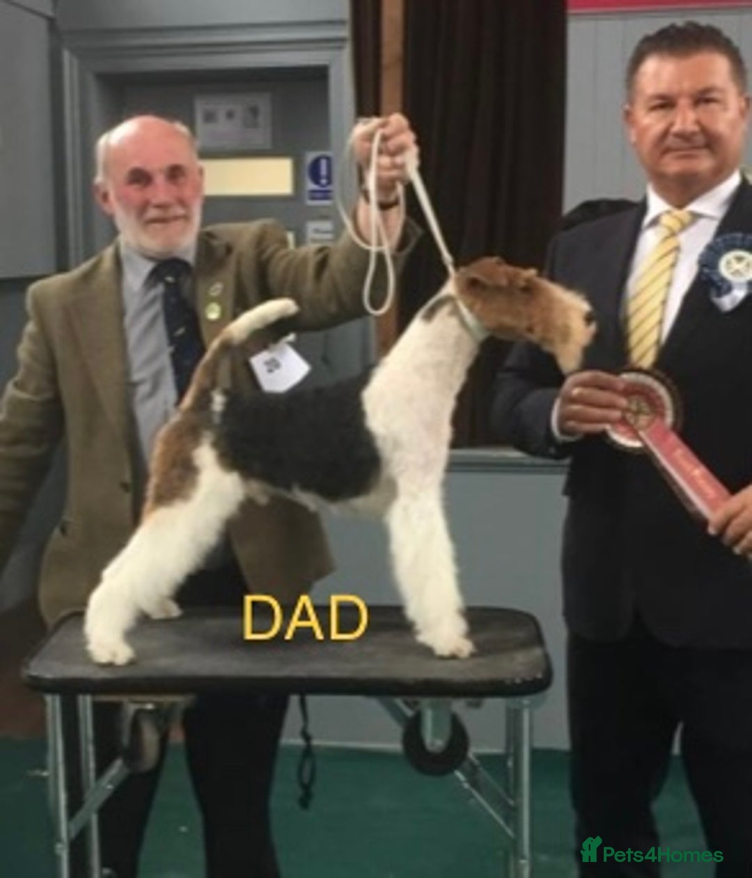 Fox Terrier dogs for sale: Stunning VDEGS Clear Wire Haired Fox Terriers - Image 8