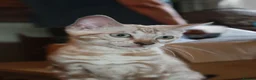 Bengal cats for sale: Reduced Last Male Snow Marble TICA Bengal Left 🤍 - Advert 11