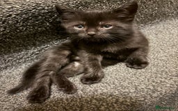 Mixed Breed cats for sale: 4 beautiful kittens  - Image 9