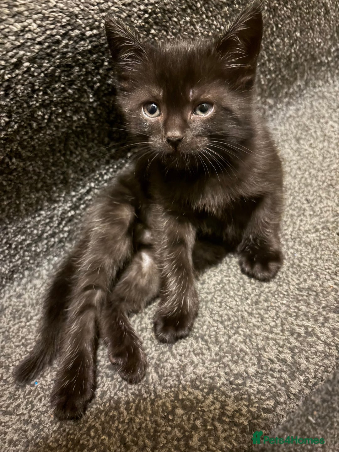Mixed Breed cats for sale: 4 beautiful kittens  - Image 9