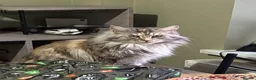 Maine Coon cats for sale: Pure mainecoon kittens  - Advert 8