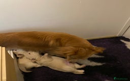 Mixed Breed dogs for sale: Stunning 3/4 Chihuahua puppies  - Image 11