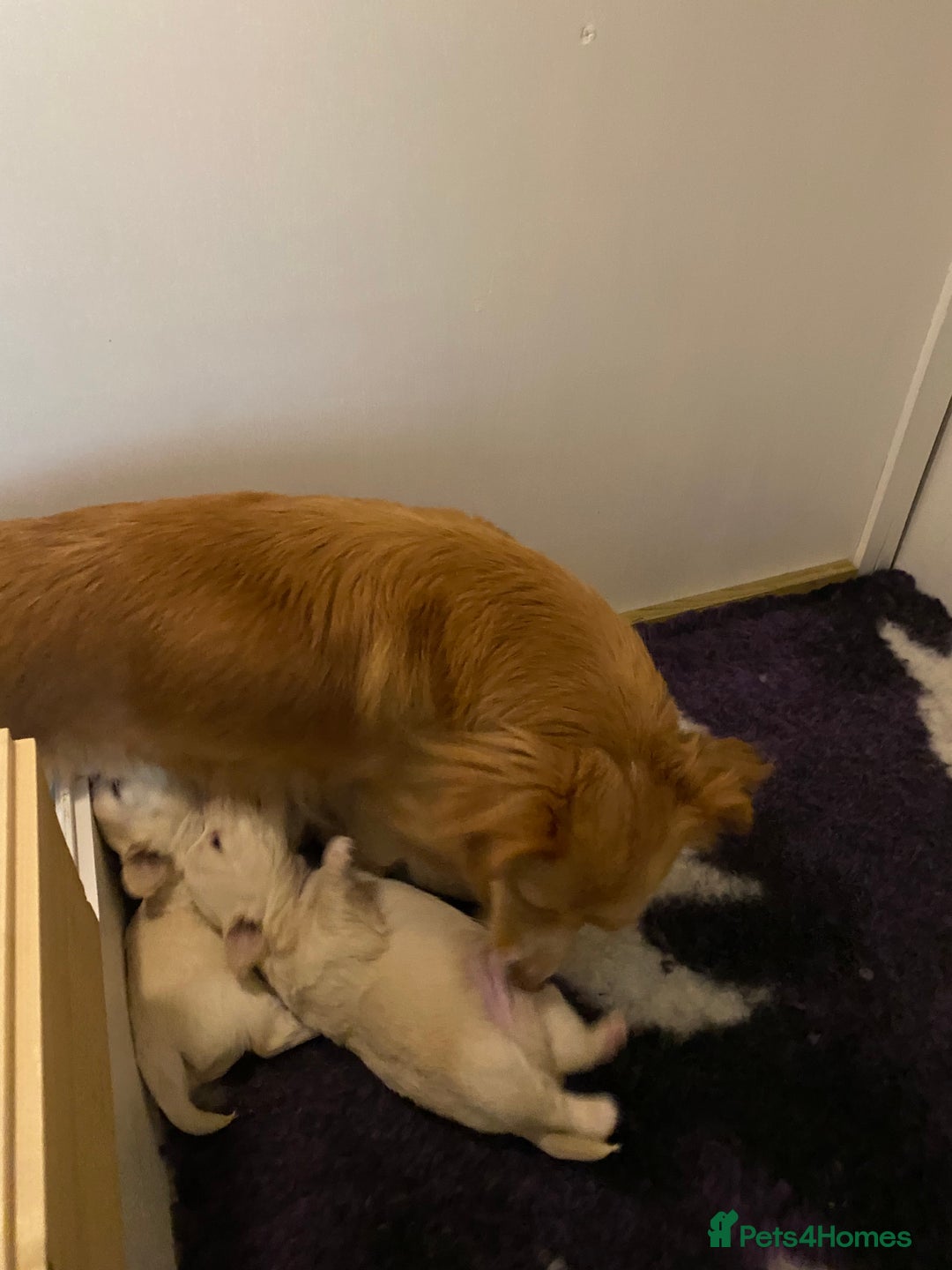 Mixed Breed dogs for sale: Stunning 3/4 Chihuahua puppies  - Image 11