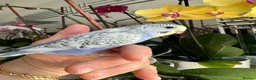 Budgerigars birds for sale: Hand Tame male baby budgies  - Advert 4