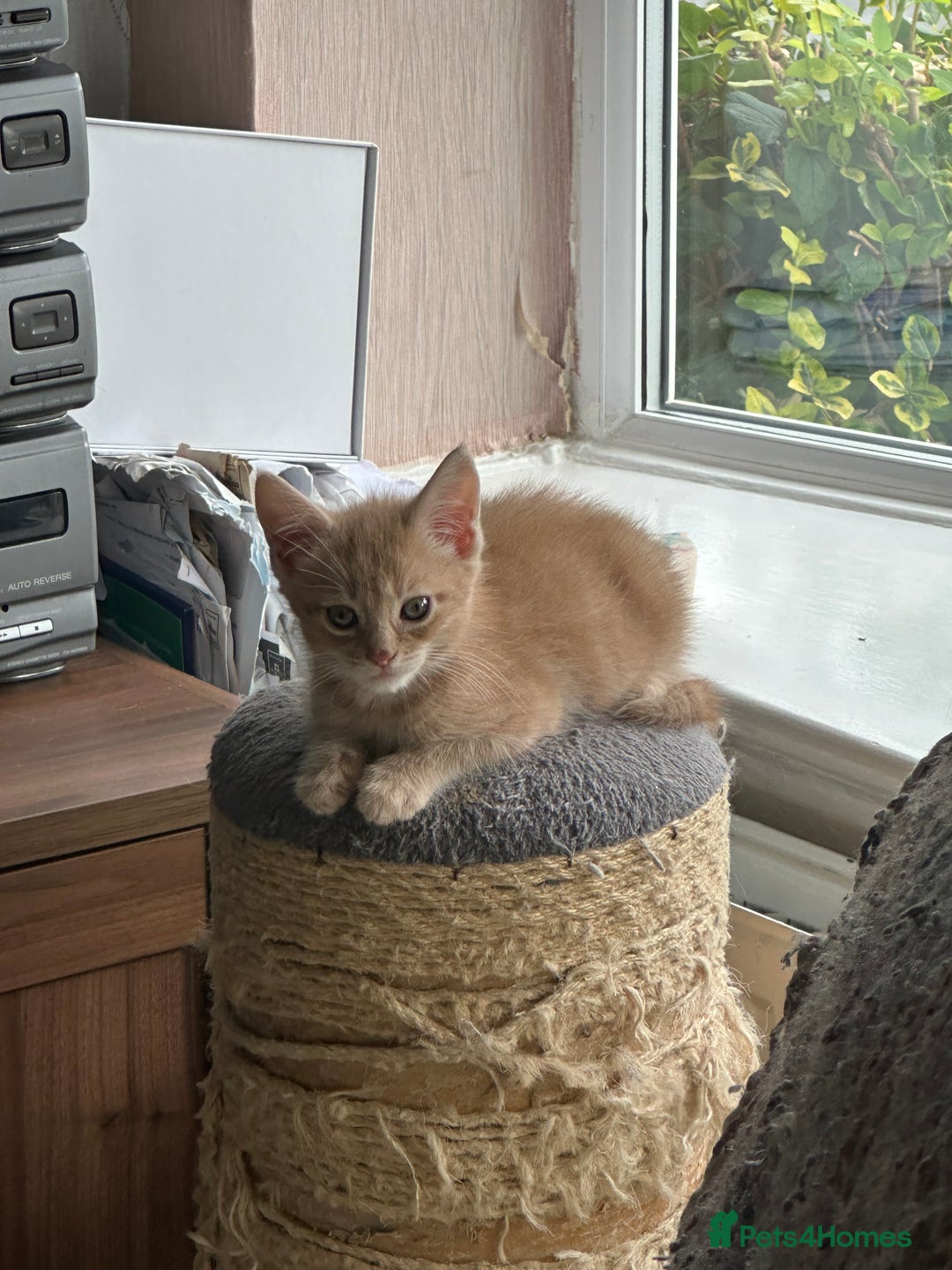 Mixed Breed cats for sale: Mainecoon x kittens  - Image 15