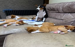 Basenji dogs for sale: Basenji Puppies looking for a new forever home - Image 3