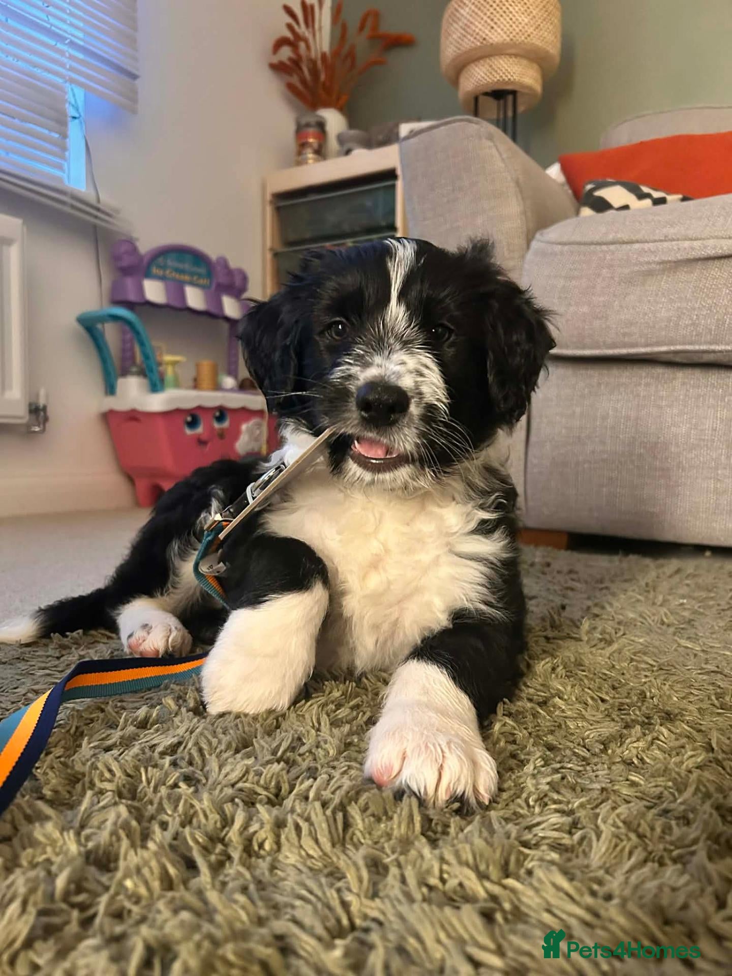 Mixed Breed dogs Ted - ColliePoo - Rehoming - Advert 1