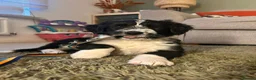 Mixed Breed dogs for sale: Ted - ColliePoo - Rehoming in Wellington - Advert 1
