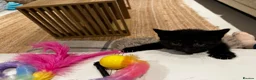 Mixed Breed cats for sale: Black and Blue/ Grey Domestic Short Hair Kittens in Harlow - Advert 8