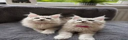 Maine Coon cats for sale: Beautiful Pedigree Kittens Looking For Loving Home - Advert 2
