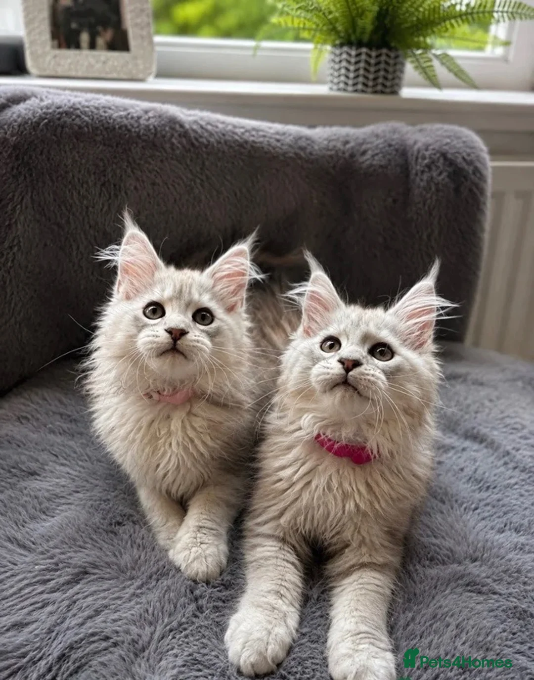 Maine Coon cats for sale: Beautiful Pedigree Kittens Looking For Loving Home - Advert 2