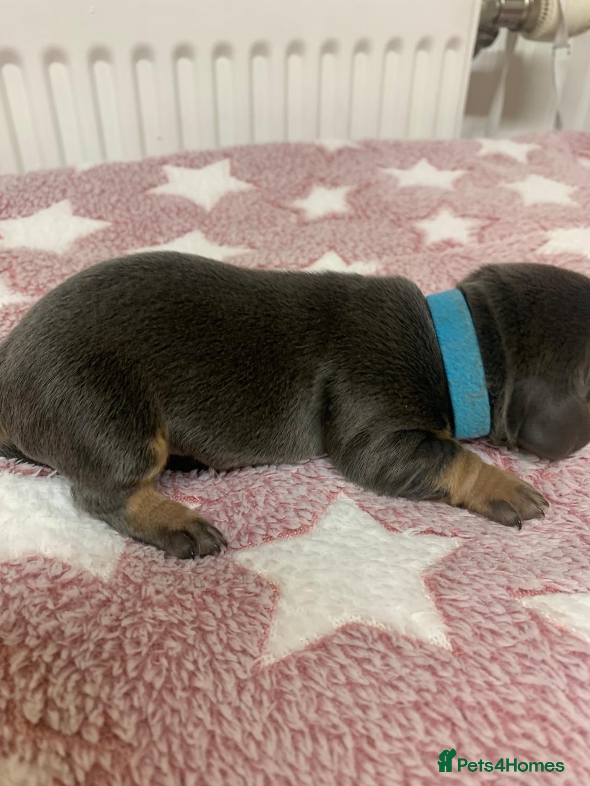 Dachshund dogs Dachshund Puppies(Loverly Colours) - Advert 2