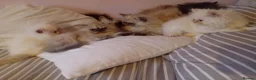 Persian cats for sale: Beautiful Persian kittens  - Advert 6