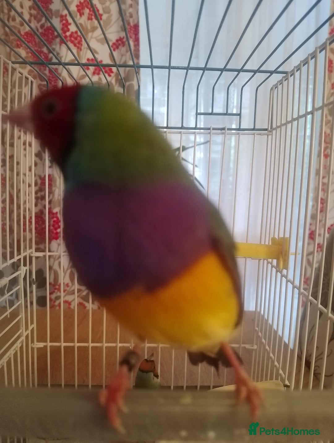 Finches birds for sale: Gouldian finches for sale  - Image 16