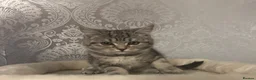Mixed Breed cats for sale: British Shorthair cat and kitten 🐈 - Advert 3