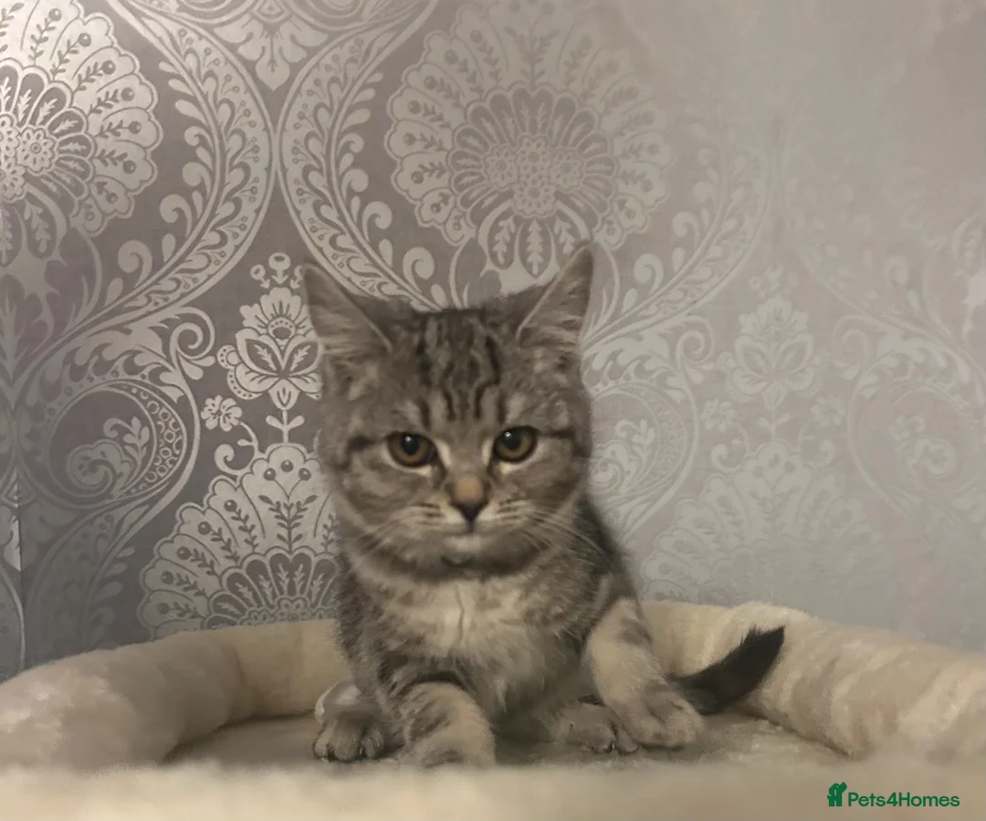 Mixed Breed cats for sale: British Shorthair cat and kitten 🐈 - Advert 3