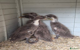 Ducks poultry for sale: Indian runner ducklings/pikin bantam's - Image 1