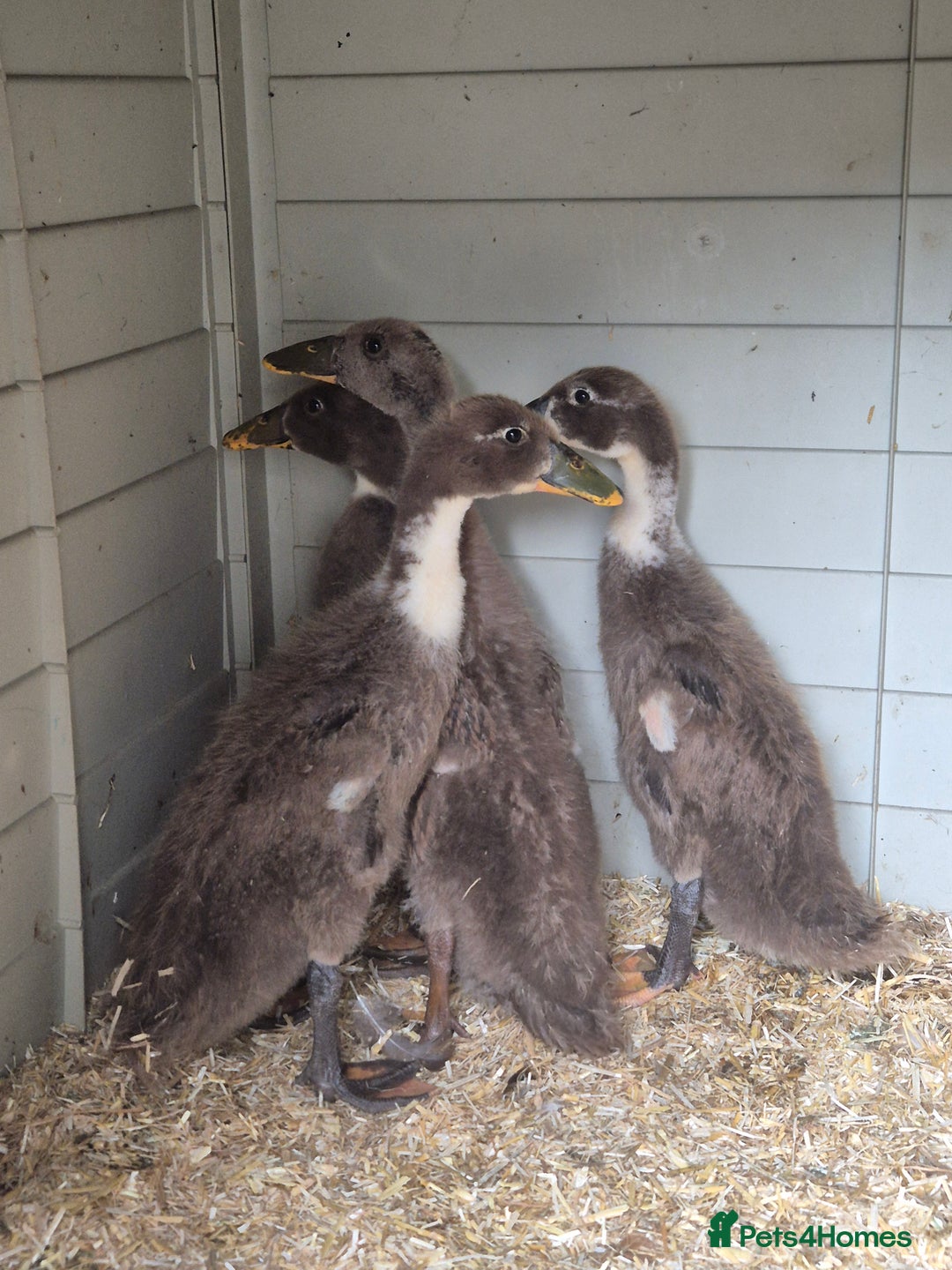 Ducks poultry for sale: Indian runner ducklings/pikin bantam's - Image 1